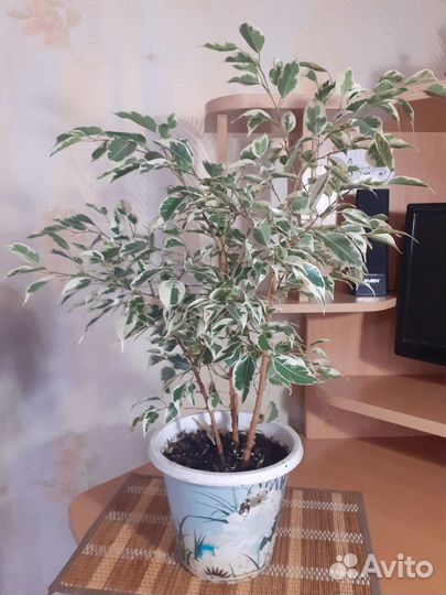 Фикусы и шефлера