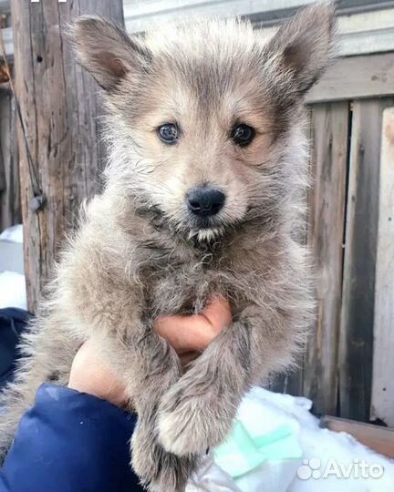 Щенки бесплатно