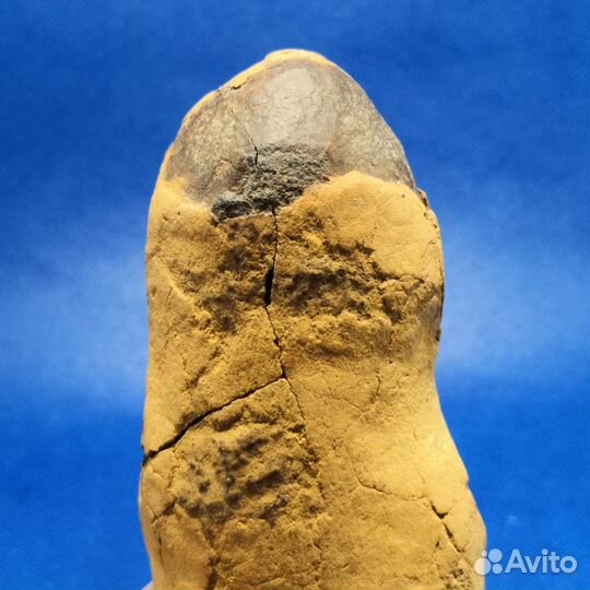 Окаменелость, конкреция. Крым