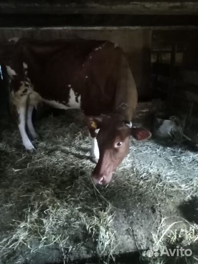 Корова дойная