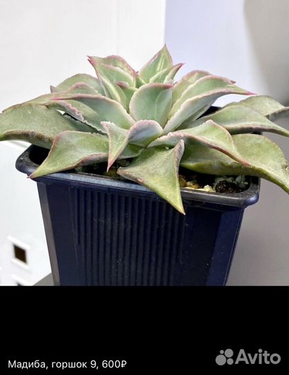 Суккуленты, сотовые эхеверии