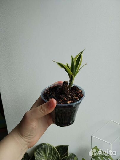 Драцена, церопегия и ароидные