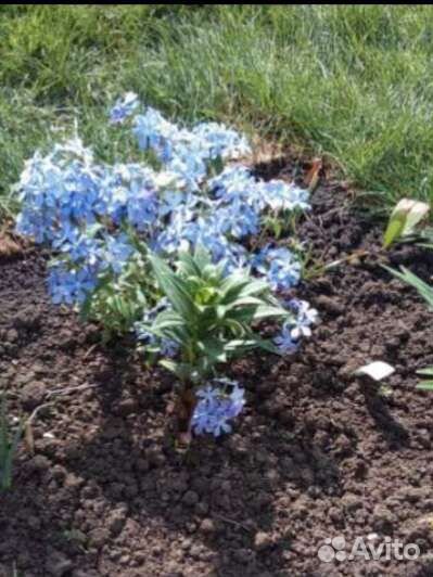 Клематисы белые многолетники