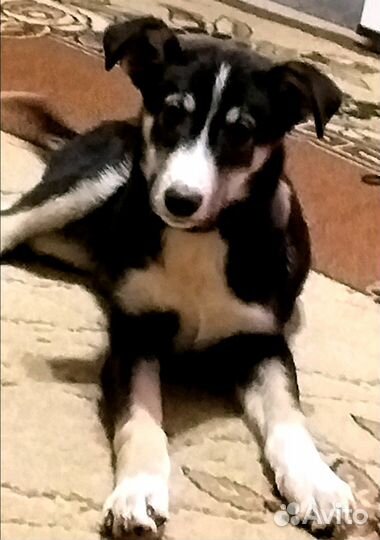 Гриша в дар