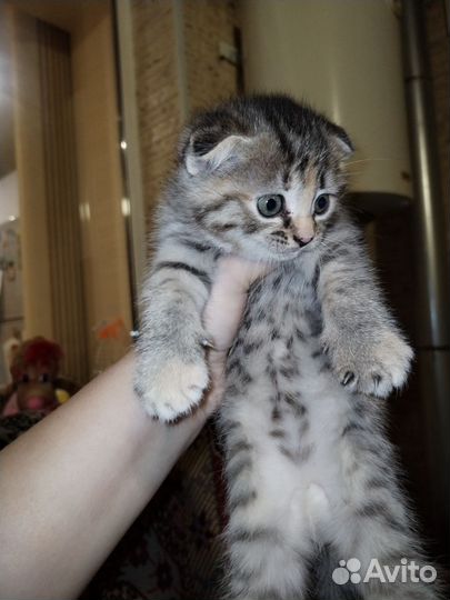 Отдам в добрые руки