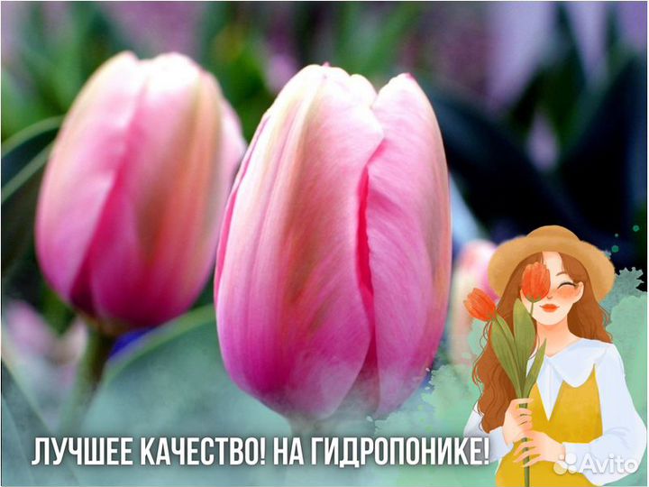 Тюльпаны оптом от производителя