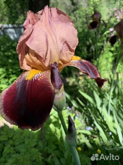 Цветы уличные