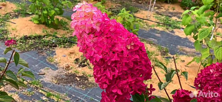 Гортензия Самарская Лидия