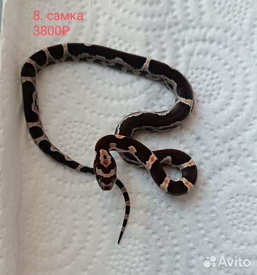 Маисовый полоз okeetee phase het Amel