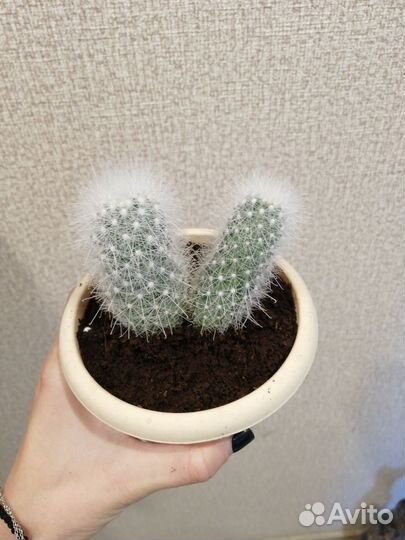 Кактусы и суккуленты