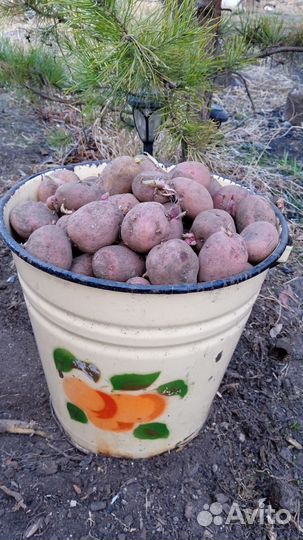 Семенной картофель