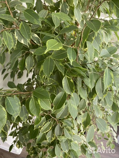 Фикус бенджамина большой