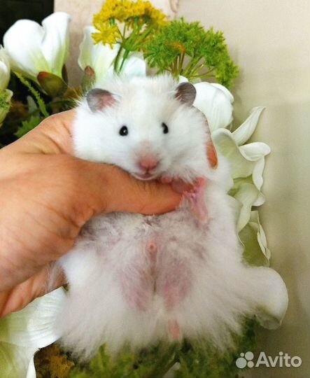 Хомяки длинношёрстные ангорские сирийские сатин