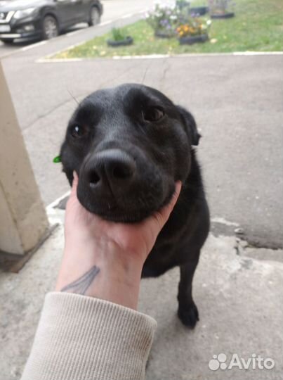 Собака в добрые руки