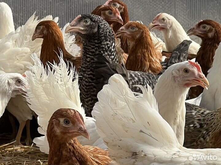 Куры несушки. Молодки