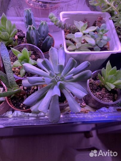 Суккуленты