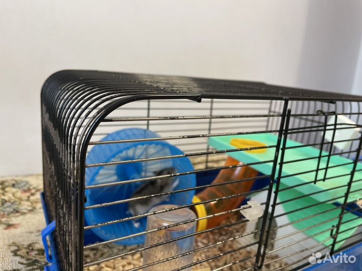 Продам хомячка джунгарского