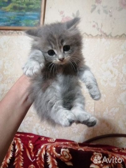 Британская