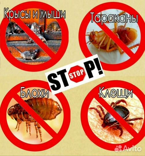 Уничтожение тараканов, клопов, крыс, клещей