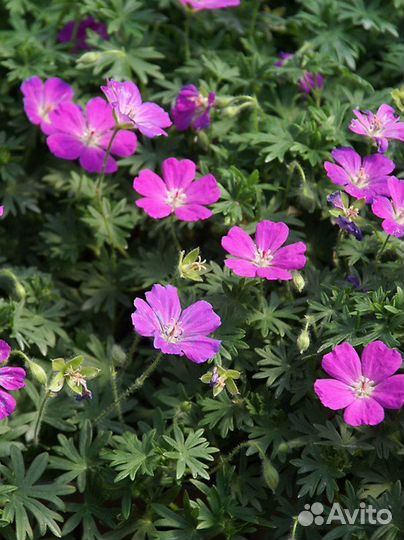 Многолетние цветы