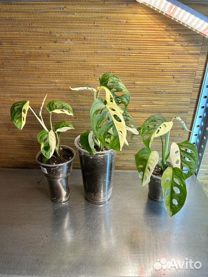 Монстеры разные