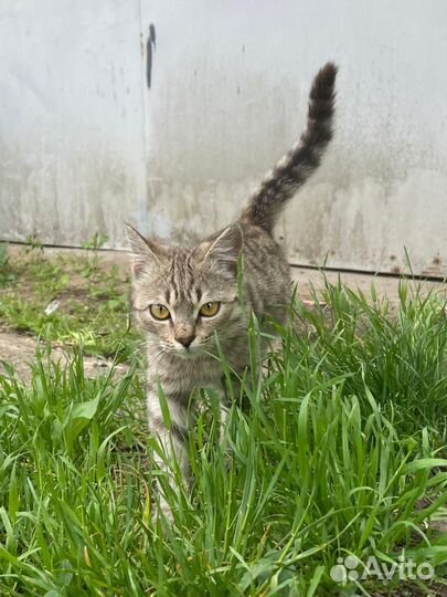 Кошки в добрые руки