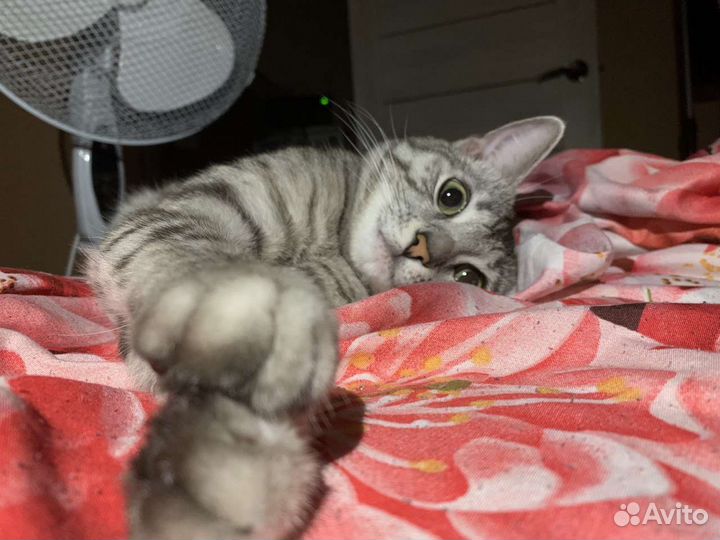 Кот