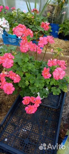 Пеларгонии сортовые