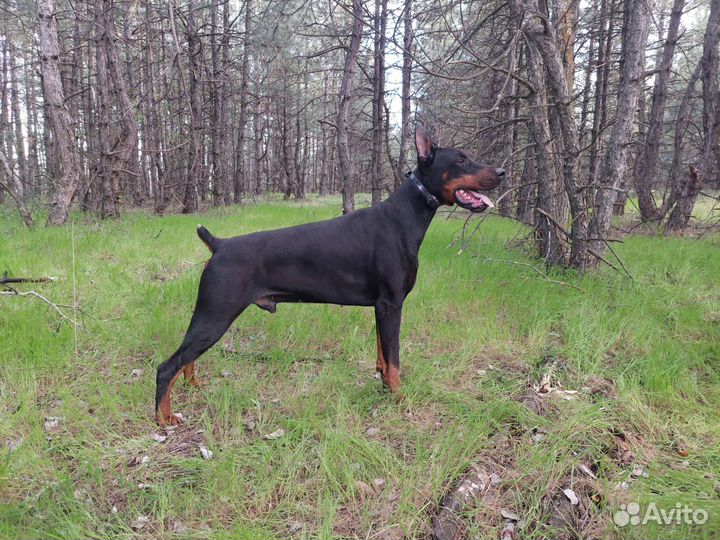 Доберман вязка