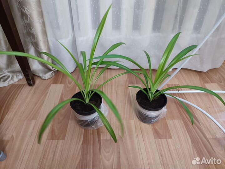 Хлорофитум