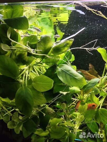 Аквариумные растения