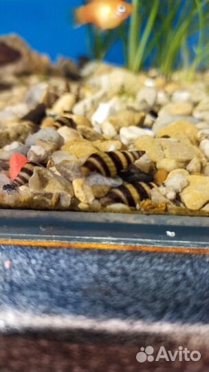 Улитка хелена