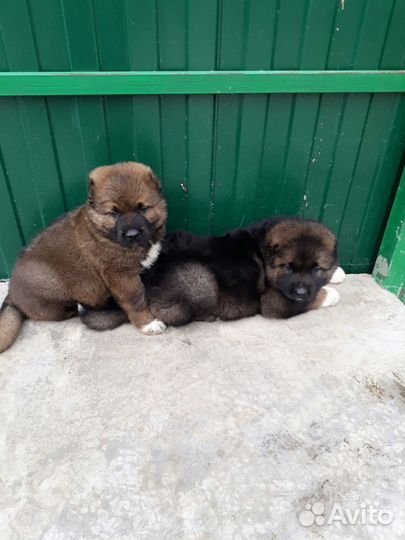 Щенки кавказской овчарки
