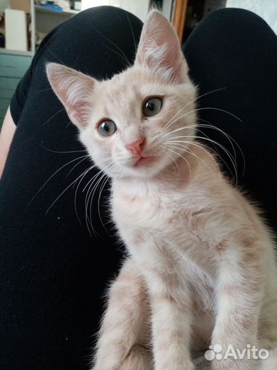 Котик в добрые руки