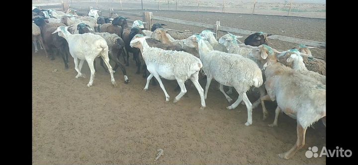 Овцы бараны матки
