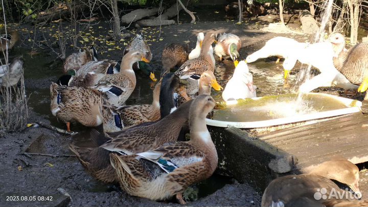 Утки башкирские