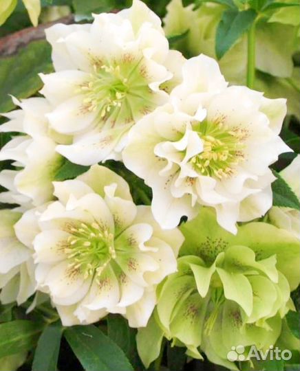 Морозник восточный Дабл Элен Вайт. Корневище