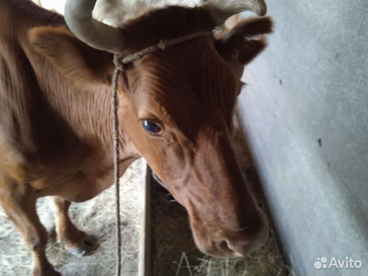 Корова молочная