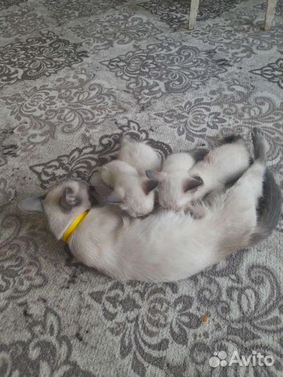 Тайская