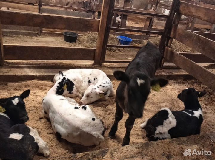 Телята доставка до двора за наш счёт