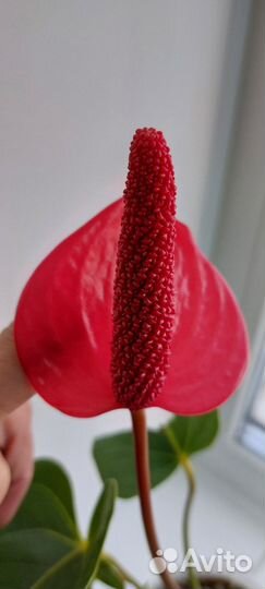 Антуриум Алтимо