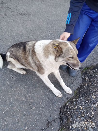 Собака в добрые руки