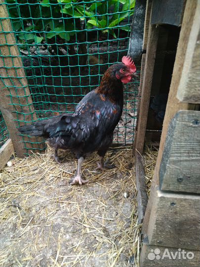 Молодые петушки Мараны