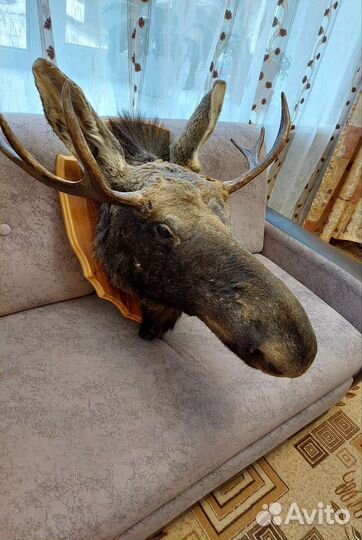 Чучело лося