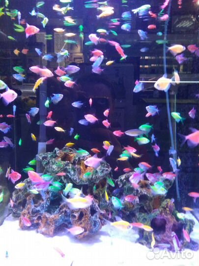 Аквариумные рыбки и растения