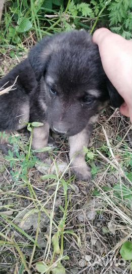 Щенки (девочки)