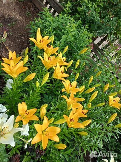 Луковицы лилий