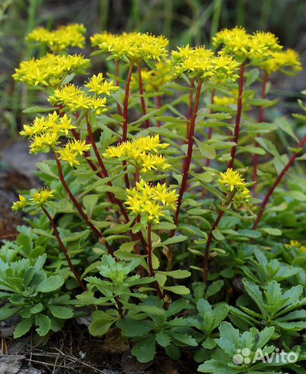 Многолетние цветы