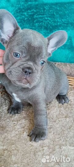 Лиловые девочки французский бульдог щенки