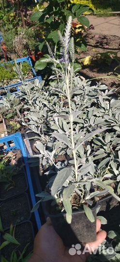 Вероника серебристая